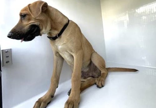 A662359 - Labrador Retriever available for adoption