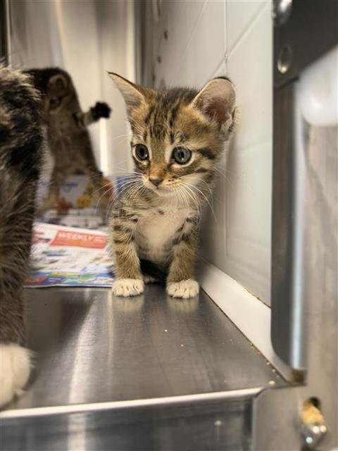 A659391 - Domestic Short Hair available for adoption