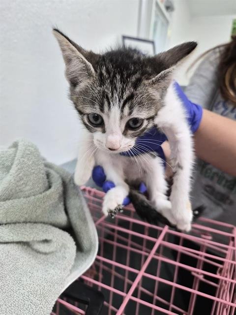 A657841 - Domestic Short Hair available for adoption