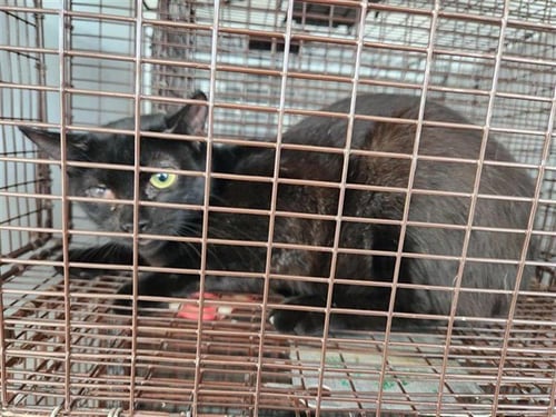 A662438 - Domestic Short Hair available for adoption