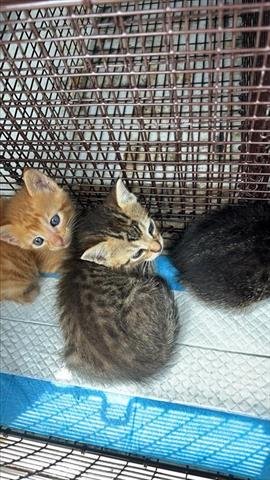 A656274 - Domestic Short Hair available for adoption