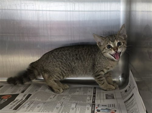 A659701 - Domestic Short Hair available for adoption