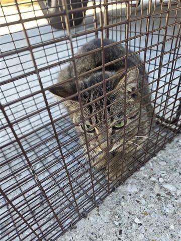 17 - Domestic Short Hair available for adoption