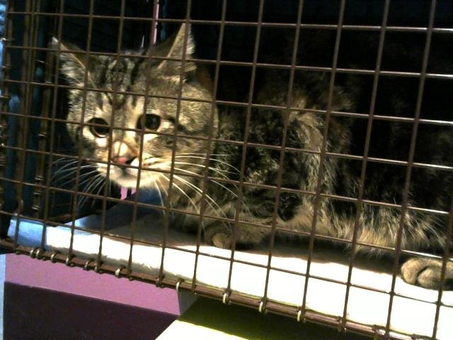 A650541 - Domestic Short Hair available for adoption