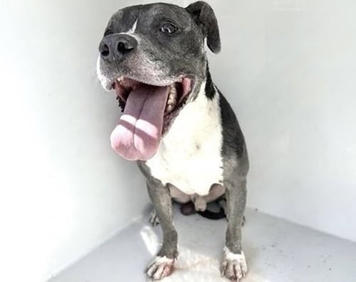 A662797 - Pit Bull Terrier available for adoption