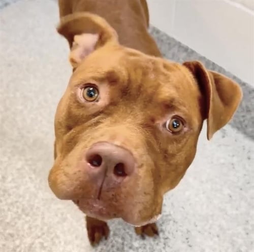 PEANUT - Pit Bull Terrier / Boxer available for adoption