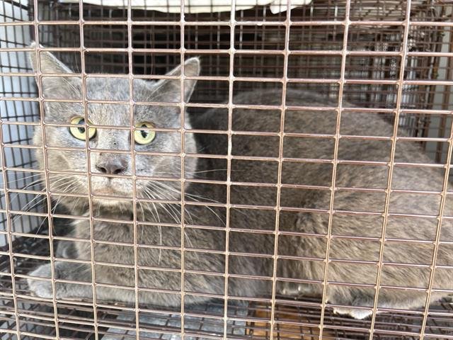 A650209 - Domestic Short Hair available for adoption