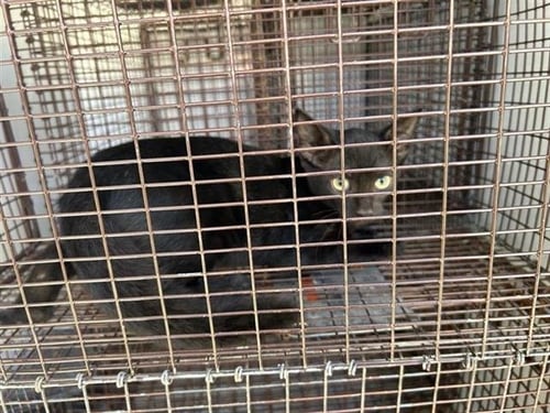 A660746 - Domestic Short Hair available for adoption