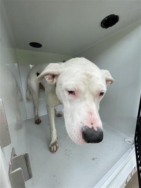 NALA - Great Dane available for adoption