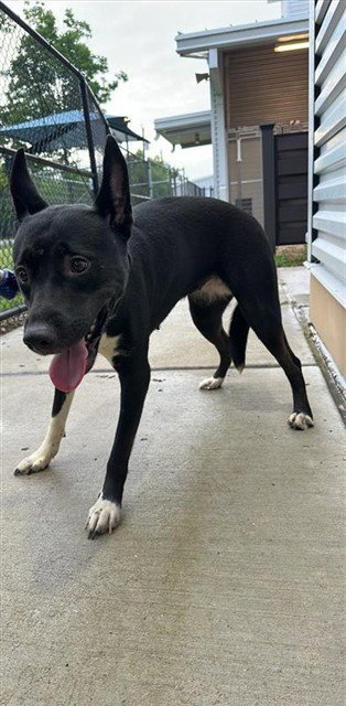 BRIELLE - Labrador Retriever available for adoption