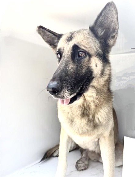 BIG DOG Image