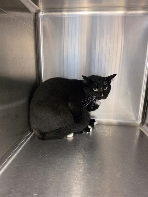 THOMAS - Domestic Medium Hair available for adoption