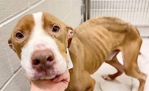 A660882 - Pit Bull Terrier available for adoption