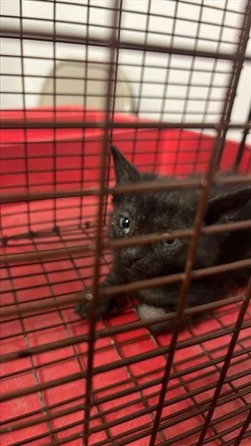 A657707 - Domestic Short Hair available for adoption