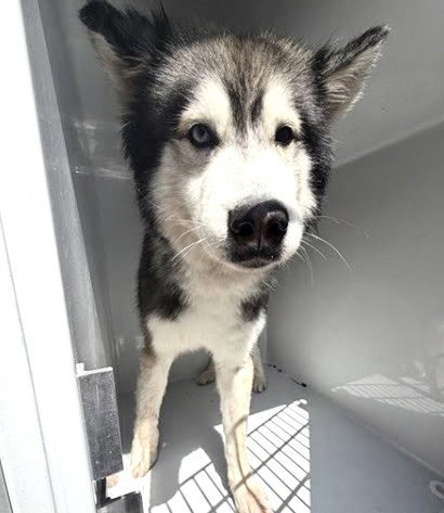 A662552 - Husky available for adoption