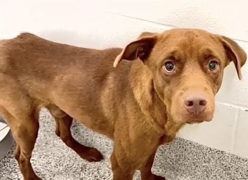 CLAYTONLEDGER - Labrador Retriever available for adoption
