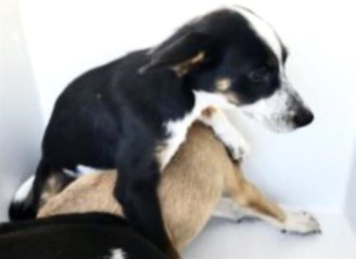 A660586 - Husky / German Shepherd Dog available for adoption