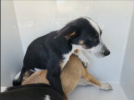 A660586 - Husky / German Shepherd Dog available for adoption