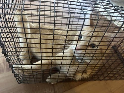 A659607 - Domestic Short Hair available for adoption