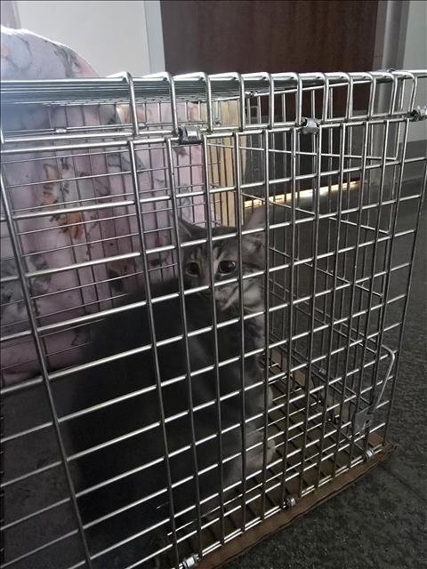 A650522 - Domestic Short Hair available for adoption