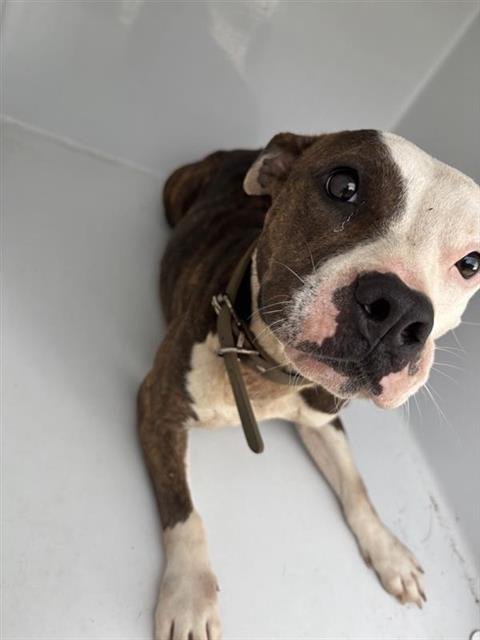 ESTELLE - Pit Bull Terrier available for adoption