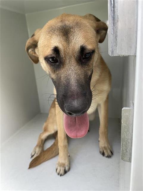 LUCY Image