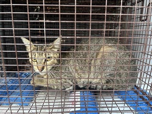 A658038 - Domestic Short Hair available for adoption