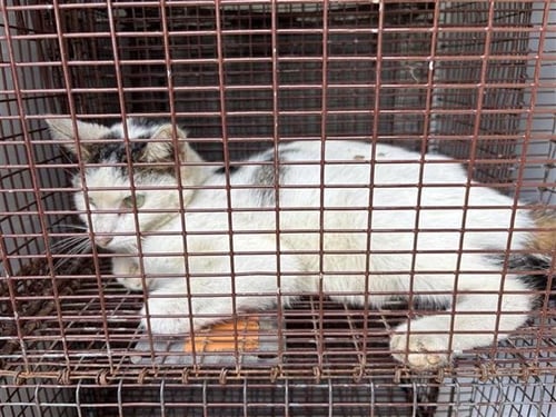 A658278 - Domestic Short Hair available for adoption