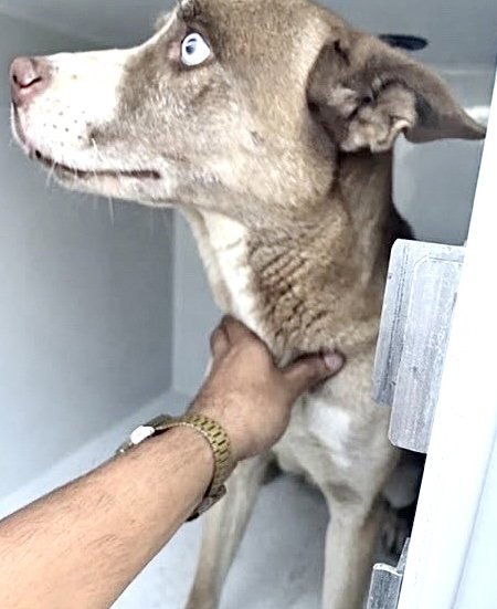 A662964 - Pit Bull Terrier available for adoption
