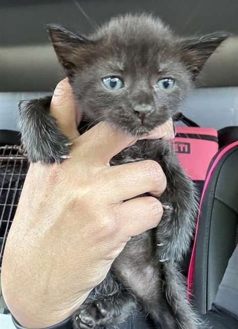 A660981 - Domestic Short Hair available for adoption