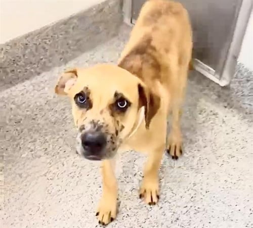 DARLIN - Labrador Retriever available for adoption