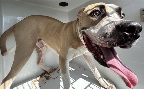 DANNY - Staffordshire Bull Terrier available for adoption