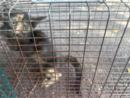 A659467 - Domestic Short Hair available for adoption