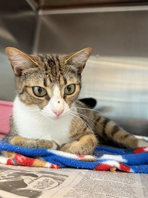 DAISY - Domestic Short Hair available for adoption