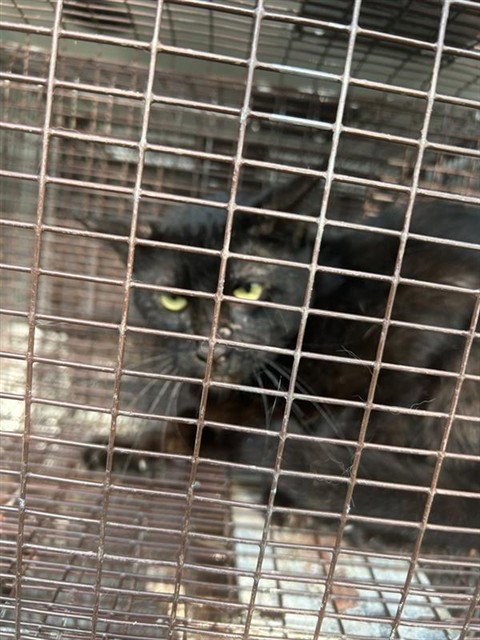 A658302 - Domestic Short Hair available for adoption