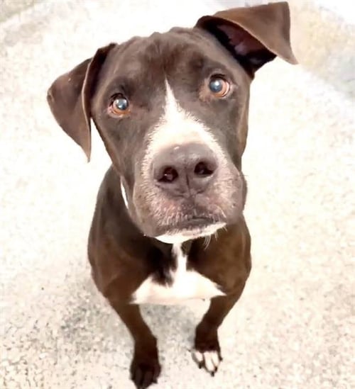CHUCHO - Labrador Retriever available for adoption