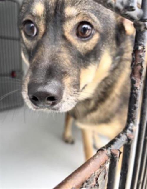 BELLA - German Shepherd Dog available for adoption