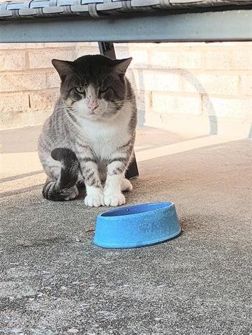 A649726 - Domestic Short Hair available for adoption