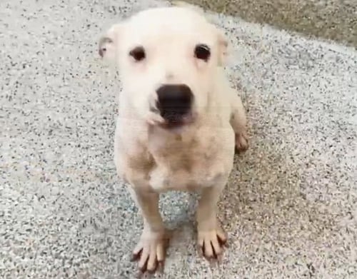 LILY - Pit Bull Terrier available for adoption