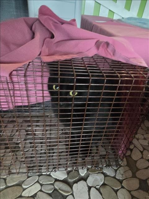 A650547 - Domestic Short Hair available for adoption