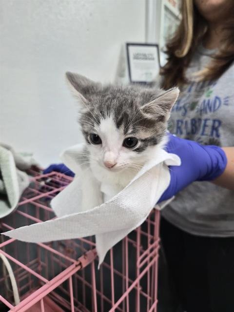 A657839 - Domestic Short Hair available for adoption