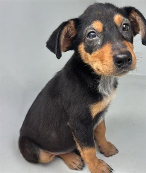 A660390 - Labrador Retriever / Rottweiler available for adoption