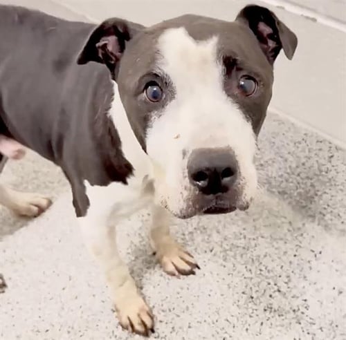 DALLAS - Pit Bull Terrier available for adoption