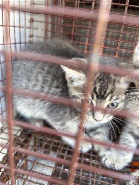 A657708 - Domestic Short Hair available for adoption