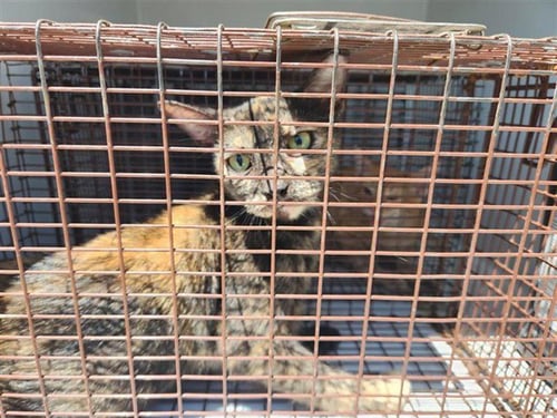 A660602 - Domestic Short Hair available for adoption
