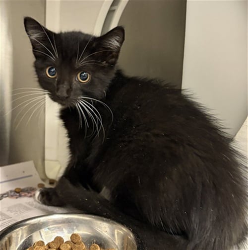 A662770 - Domestic Short Hair available for adoption