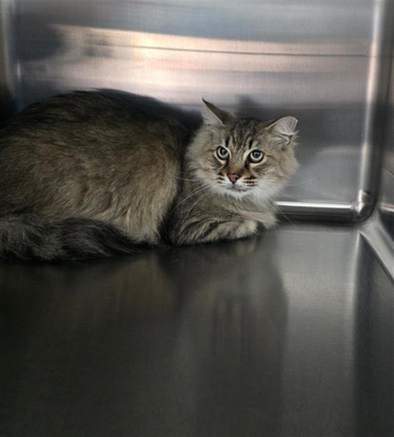 HARRY - Domestic Long Hair available for adoption