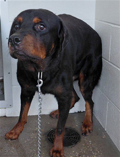 A660540 - Rottweiler available for adoption