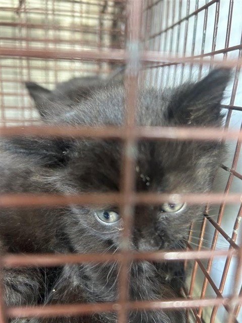A656897 - Domestic Short Hair available for adoption