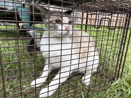A657126 - Domestic Short Hair available for adoption